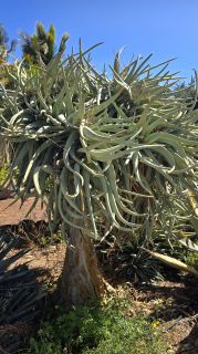 GC-Parque Botanico de Maspalomas 2025-087.jpg